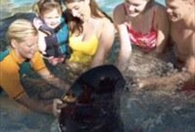 Hawaiian Ray Encounter